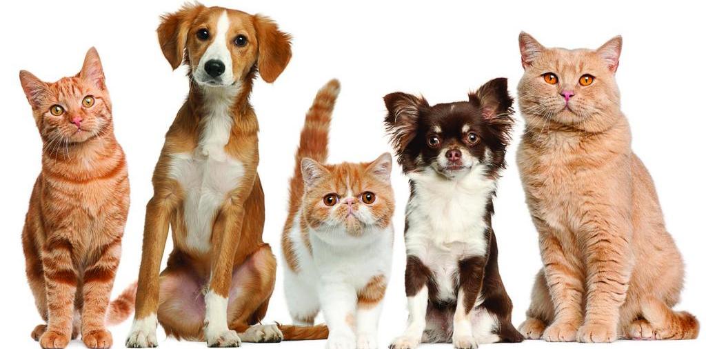 Доска объявлений о животных | ЗооТом - продажа, вязка и услуги для животных в Фролово