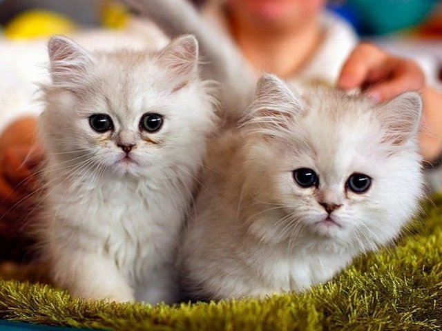 Породы кошек в Фролово | ЗооТом портал о животных
