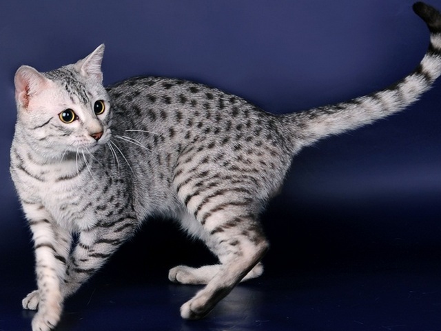 Породы кошек в Фролово | ЗооТом портал о животных