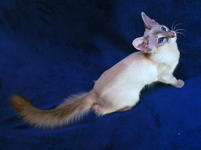 Выведенные породы кошек в Фролово | ЗооТом портал о животных