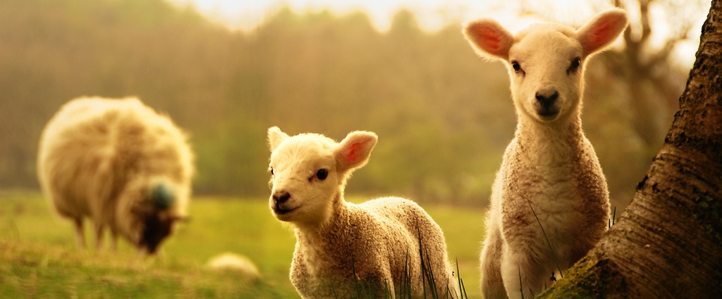 Объявления о сельскохозяйственных животных | ЗооТом - продажа, вязка и услуги для животных в Фролово