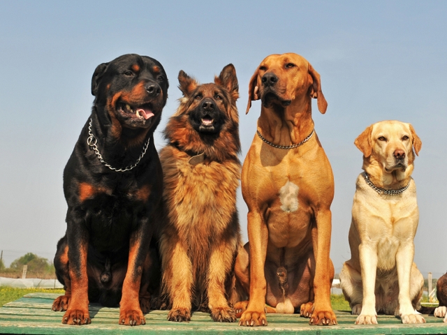 Крупные породы собак в Фролово | ЗооТом портал о животных
