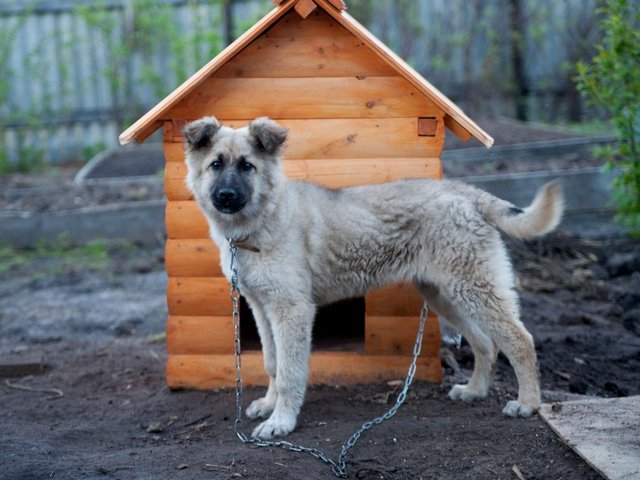 Все о собаках в Фролово